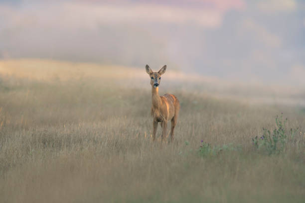 istock beautiful roe deer doe stands on a meadow in summer 1470979643