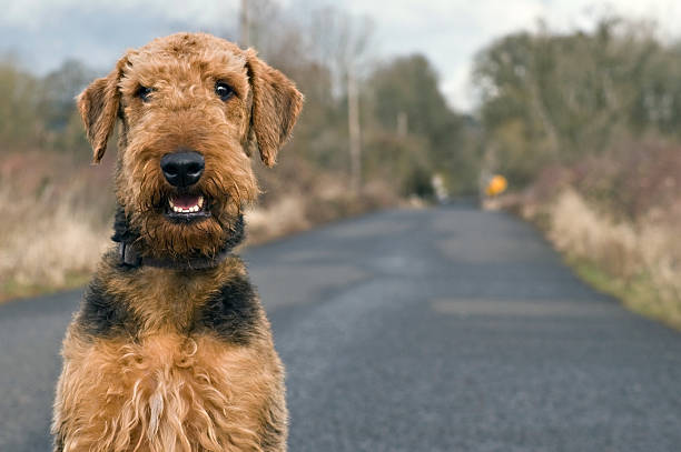 Airedale terrier on open country road Airedale terrier poses on a country road in a rural setting airedale terrier stock pictures, royalty-free photos & images