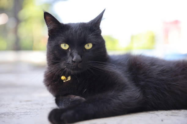 istock Close up of a black cat 1470979864
