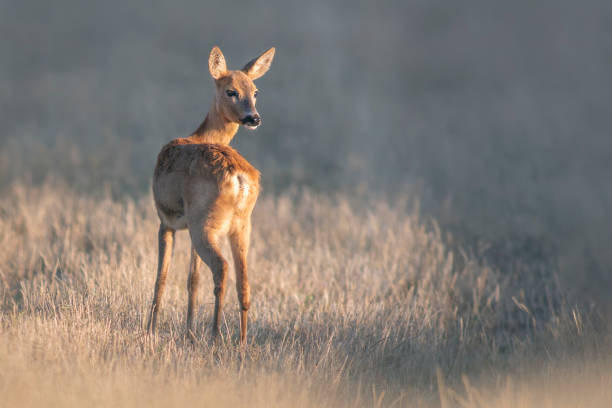 istock beautiful roe deer doe stands on a meadow in summer 1470979927