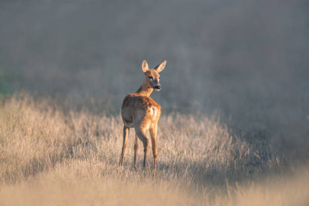 istock beautiful roe deer doe stands on a meadow in summer 1470980095