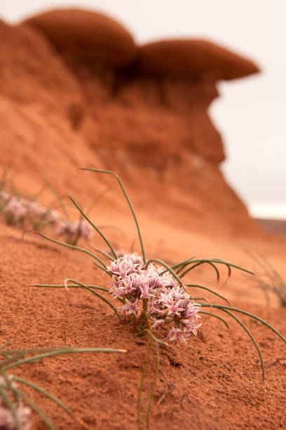 Desert onion bloom in Goblin Valley State Park Utah stock photo