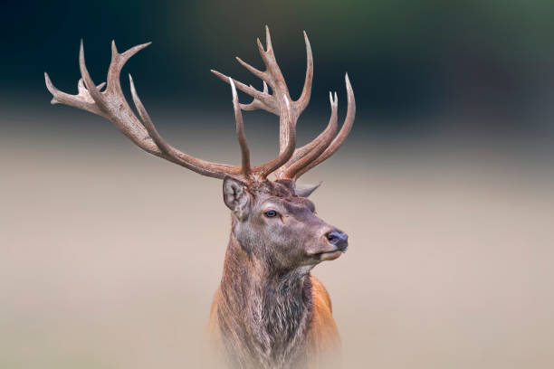 istock portrait of a pretty red deer buck 1470980277