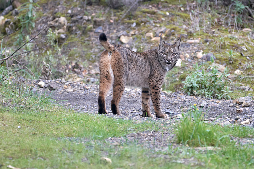 Beautiful Bobcat (Lynx rufus) also known as red lynx catches a rabbit by the legs to feed herself and three kittens in Colorado Springs, Colorado in western USA, of North America