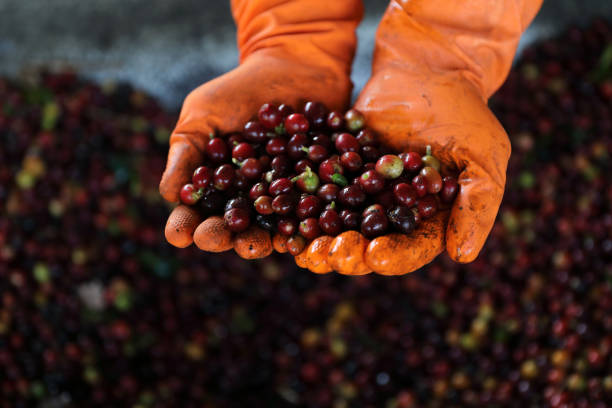 istock Raw coffee beans in the hand 1470981162