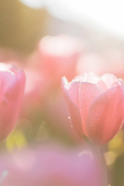 istock Pink Tulip flower in close up 1470981601