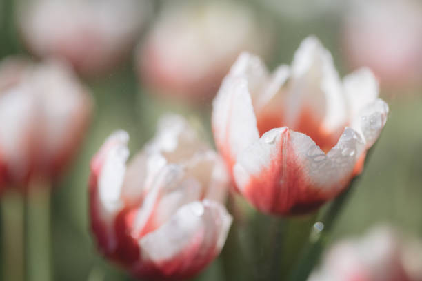 Red white Tulip flower in close up