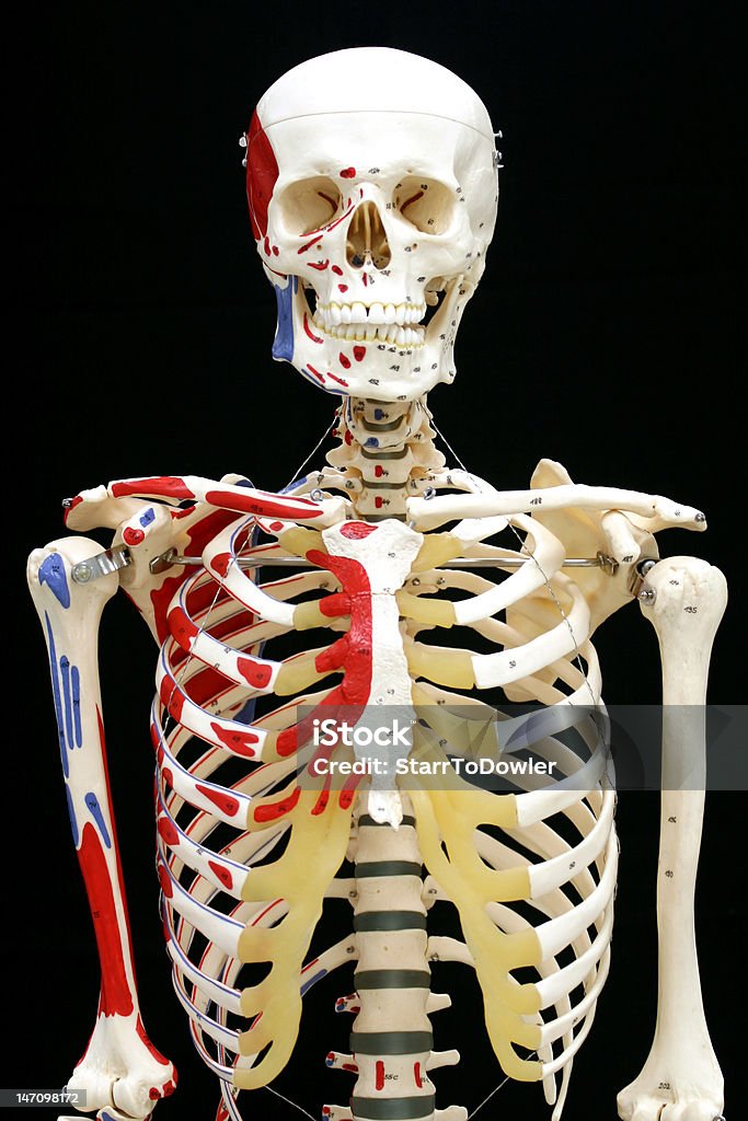 Przednia na wzór Szkielet człowieka z kolor podświetlenia - Zbiór zdjęć royalty-free (Czaszka człowieka)