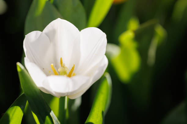 White Tulip flower in close up