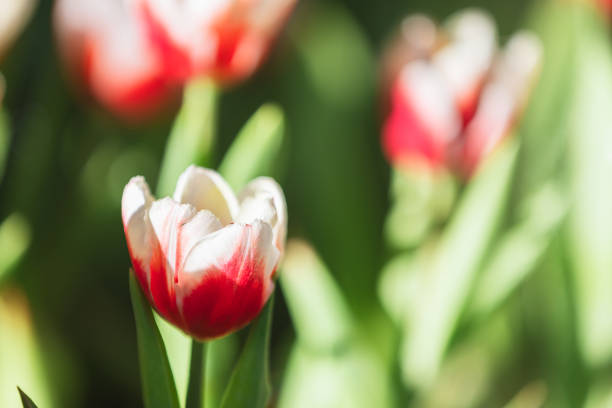 Red white Tulip flower in close up