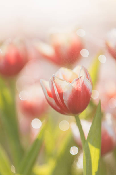 istock Red white Tulip flower in close up 1470981848