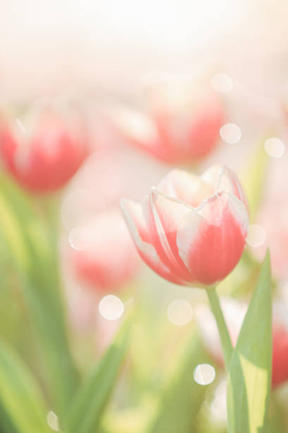 istock Tulip flower in close up with rain drop 1470982109