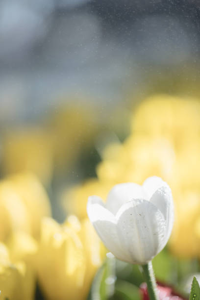 Closeup of a White Spring Crocus flower in bloom at the beginning of the spring season.