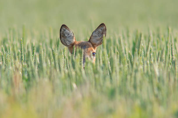 istock beautiful roe deer doe stands in a green wheat field in summer 1470982592