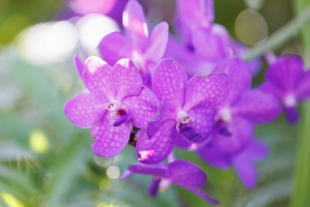 Close up of fresh and bright tropical flower