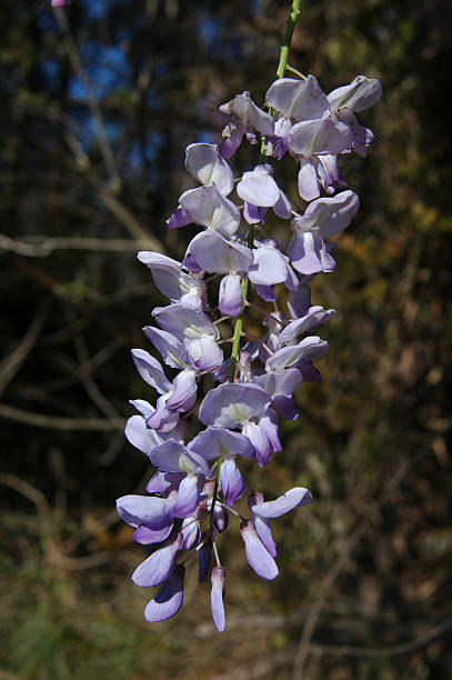 American Wisteria (W. frutescens) Found here growing alongside a Georgia Higheway, USA wisteria frutescens stock pictures, royalty-free photos & images