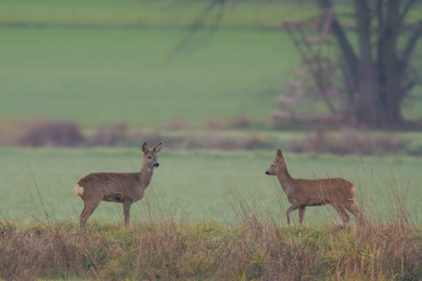 istock group of roe deer in a field 1470983466