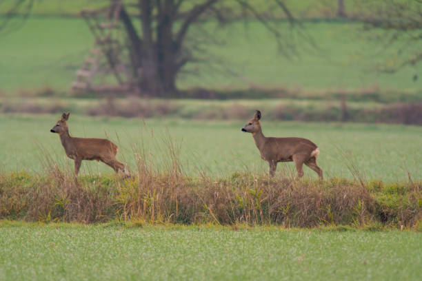 istock group of roe deer in a field 1470983615