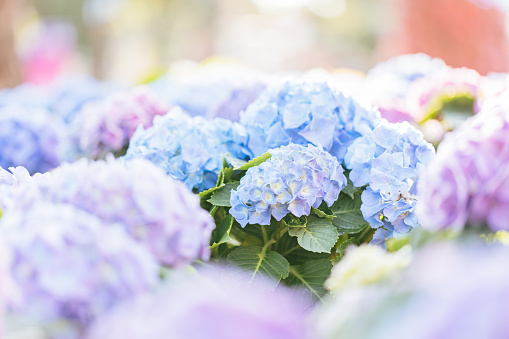 Hydrangea flower in close up with sunlight