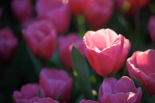 Red white Tulip flower in close up