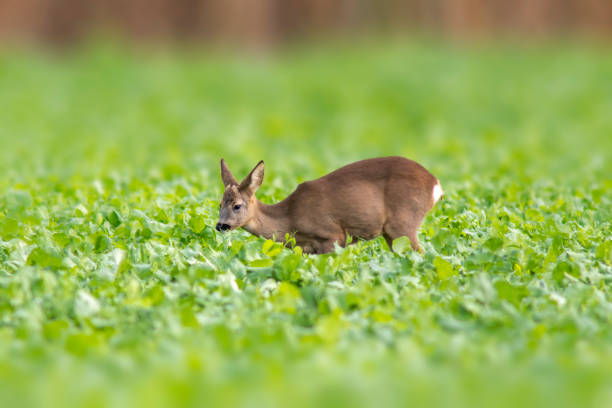 a young roebuck stands on a green field in spring