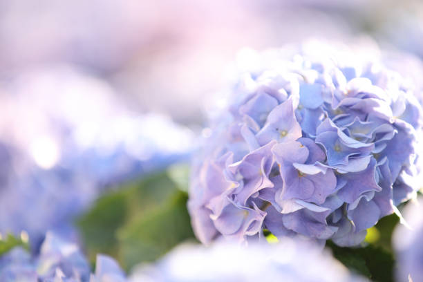 istock hydrangea flower in close up with pastel blue colors 1470984225