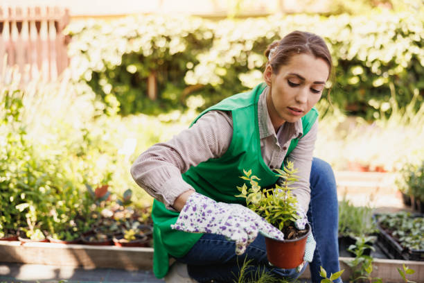 istock Greenhouse Worker With Potted Plants 1470984236