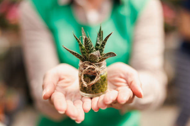 Cropped shot of a woman's hands holding a pot with small succulent plantin a garden center.