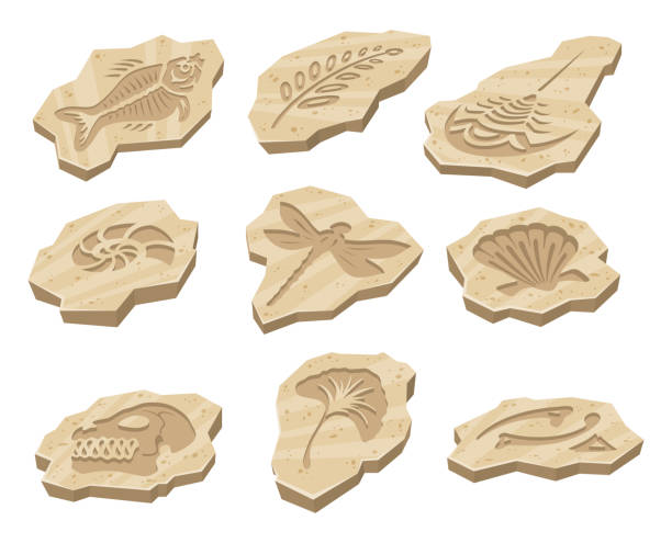 illustrazioni stock, clip art, cartoni animati e icone di tendenza di impronta fossile archeologica pietra preistorica animale cranio paleontologia set vettore isometrico - dinosaur footprint track fossil