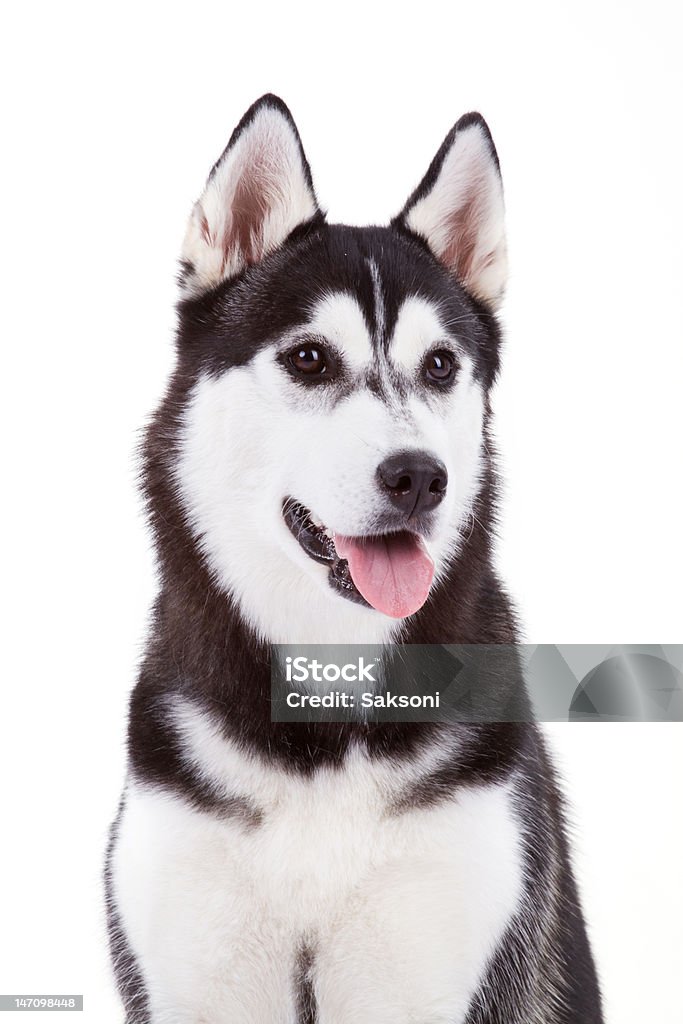 husky - Foto de stock de Animal royalty-free