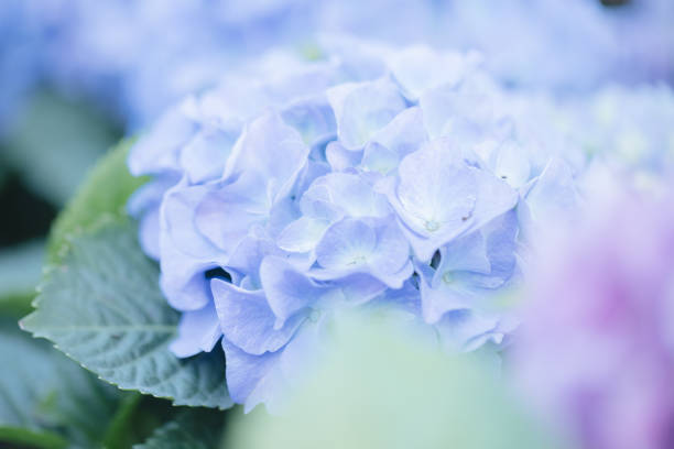 istock hydrangea flower in close up with pastel blue colors 1470984523
