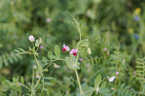 Pink flowers of common vetch, vicia sativa, narrowl-leaved vetch, garden vetch, tare or simply, vicia benghalensis, vicia angustifolia,