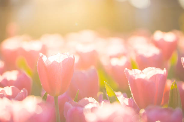 istock Red white Tulip flower in close up 1470984727
