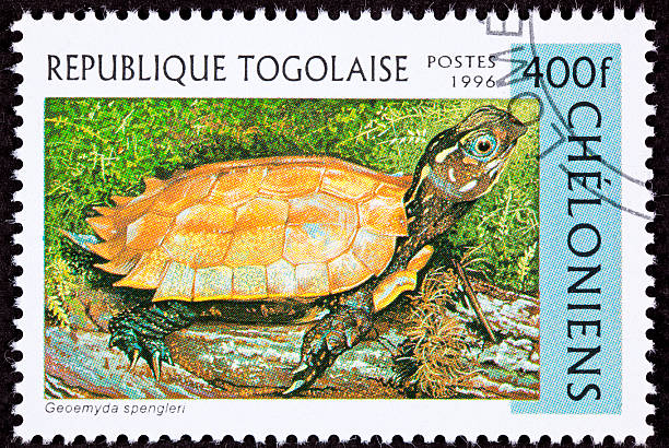 istock Togan Postage Stamp Vietnamese Leaf Black-breasted Hill Turtle Geoemyda Spengleri, 147098478