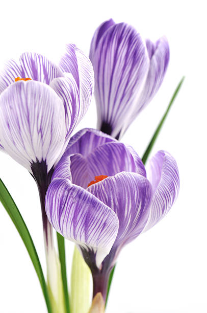 Purple crocuses with stripes on white
