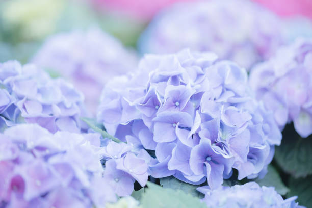 istock hydrangea flower in close up with pastel blue colors 1470985520