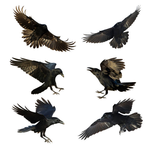 istock Birds flying raven isolated on white background Corvus corax. Halloween 1470985941