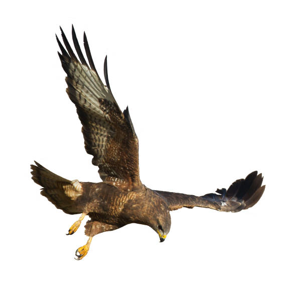 istock Bird of prey Common Buzzard Buteo buteo isolated on white background 1470986049