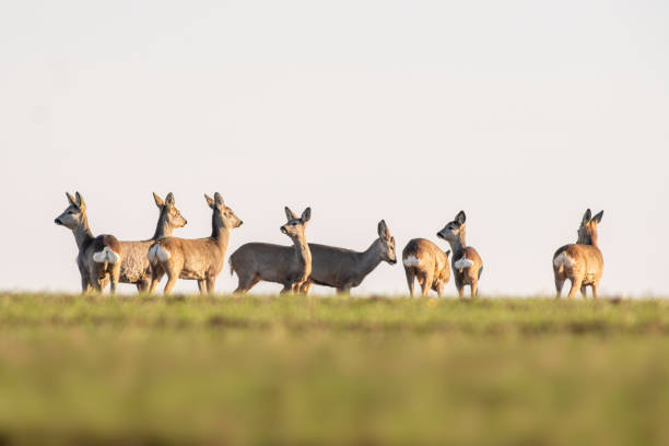 istock group of roe deer in a field 1470986106