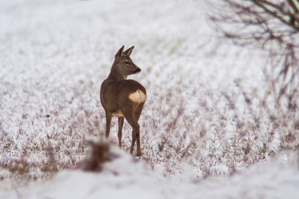 istock young roebuck stands on a snowy field in winter 1470986416
