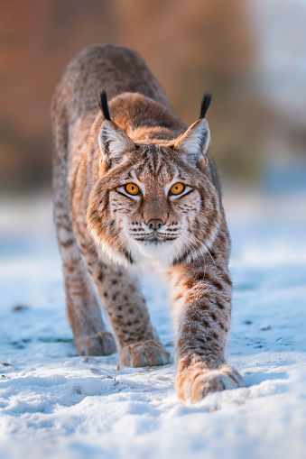 Eurasian lynx (Lynx lynx) walking in deep snow.