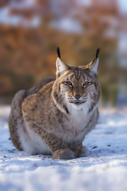 istock a handsome lynx in snowy winter forest 1470986555