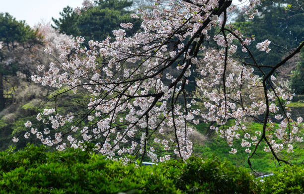 istock Cherry blossom in Tokyo, Japan 1470986631
