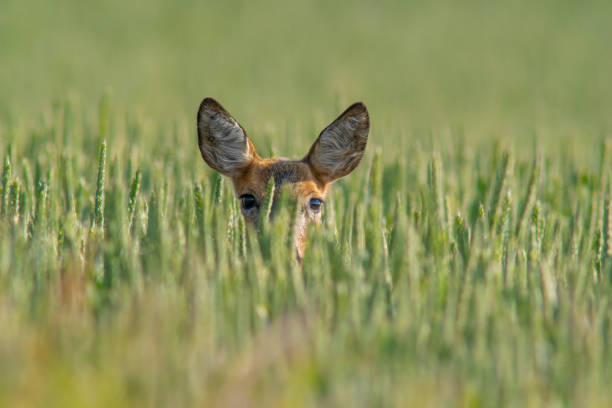 istock beautiful roe deer doe stands in a green wheat field in summer 1470986685