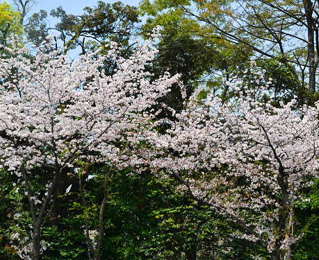 Cherry flowers at the public park in Tokyo, Japan. Hanami (cherry blossom) is a cultural symbol of Japan, one of the events to attract tourists.