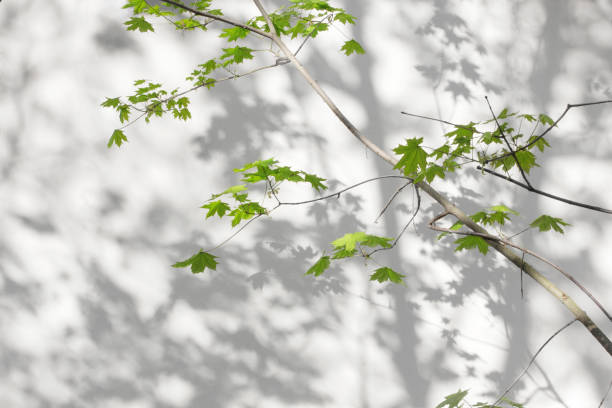 istock Branches and leaves of a young maple with a shadow on a white concrete wall, for the background. 1470987182