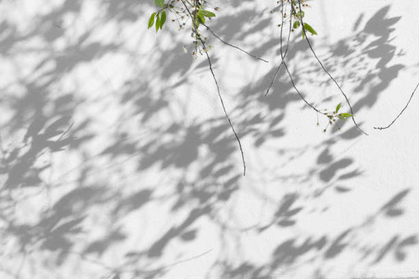 istock Branches and leaves of a young cherry sakura or apple tree with a shadow on a white concrete wall, for lanterns. 1470987200