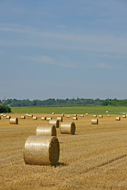 Cтоковое фото И Bales Hayfield