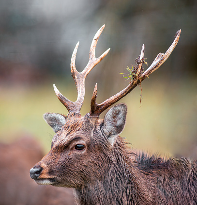 a portrait of a pretty red deer buck