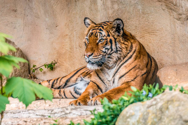 istock handsome young tiger is lying around and relaxing 1470987979